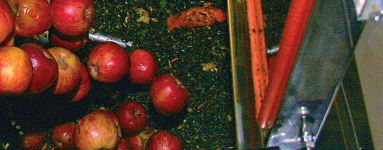 Ace Natural Apples Ace Natural Apples.