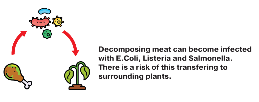 Decomposing meat can become infected with E. coli, listeria, and salmonella. This present a health hazard as the vectors may transfer to nearby plants.