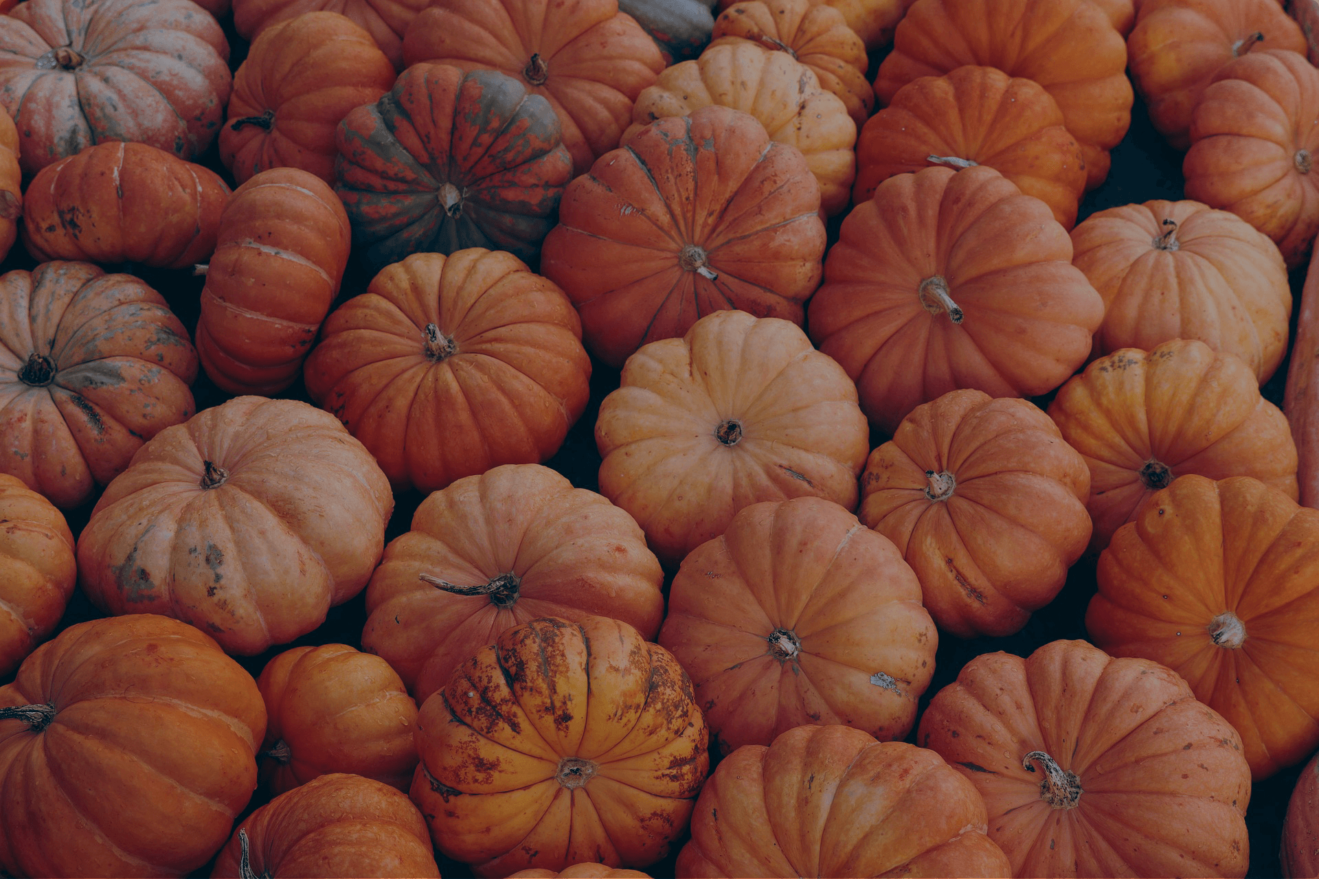 pumpkin-banner-1